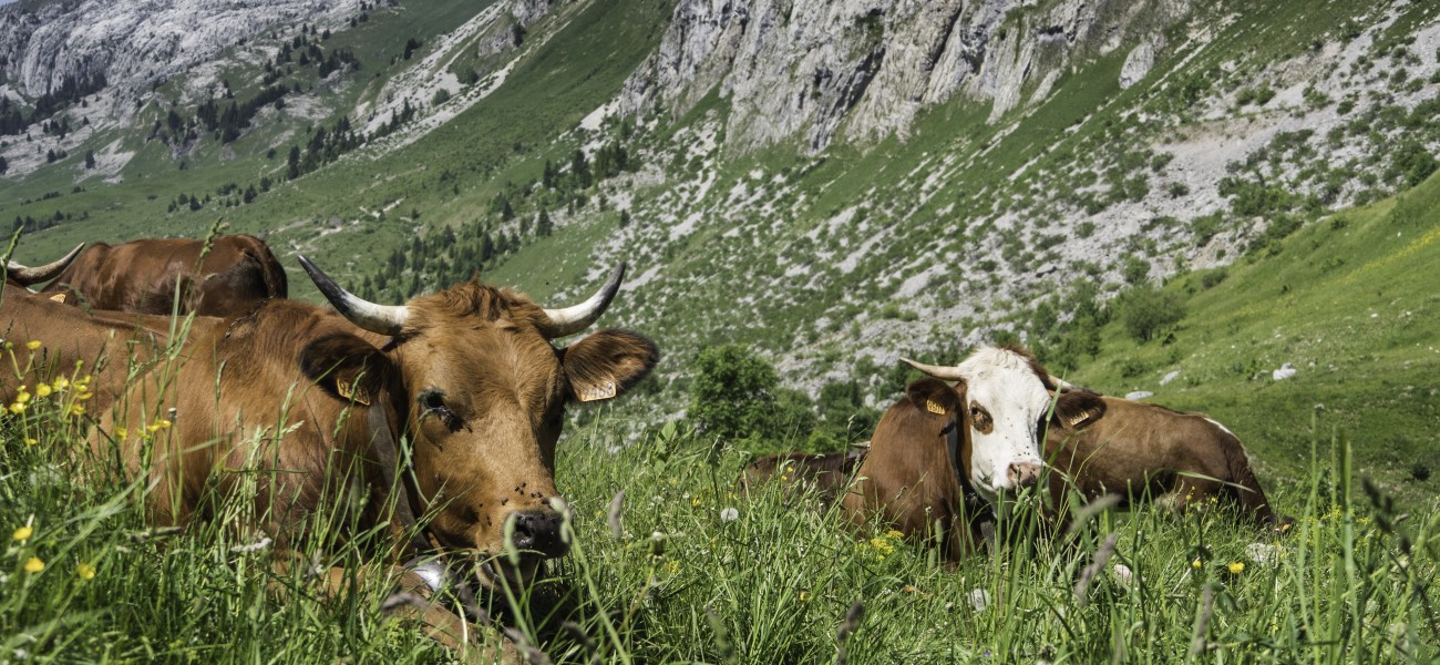 Troupeau de vaches Tarine et Abondance en alpage près du col de la Colombière au dessus du hameau du Chinaillon au Grand-Bornand - ©SavoieMontBlanc-Bi
